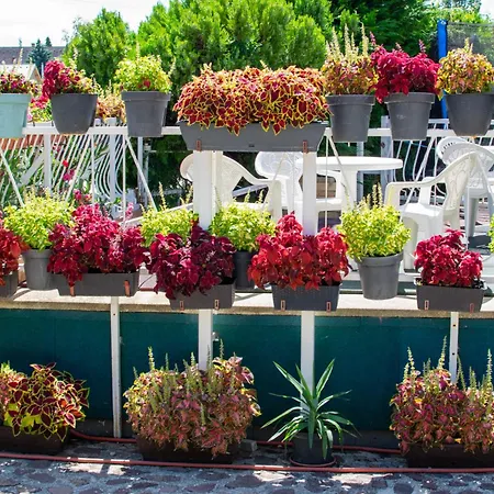 Проживание в семье Arpi-ria Ueduelohaz Балатонфюред