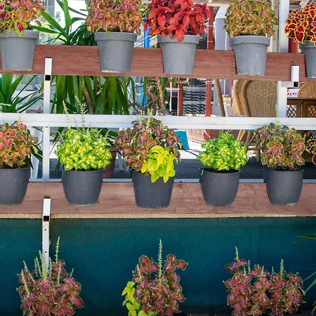 Arpi-ria Ueduelohaz *