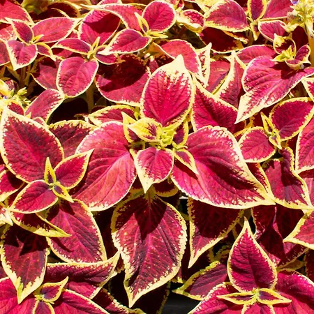 Arpi-ria Ueduelohaz * Balatonfüred