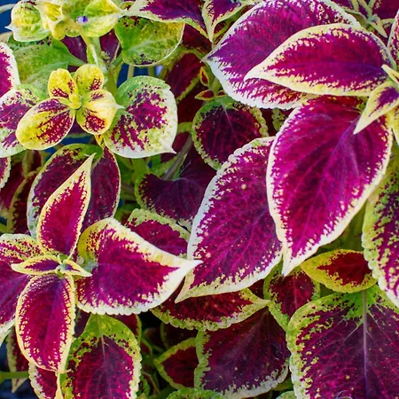 Arpi-ria Ueduelohaz Проживание в семье