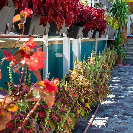 Проживание в семье Arpi-ria Ueduelohaz *