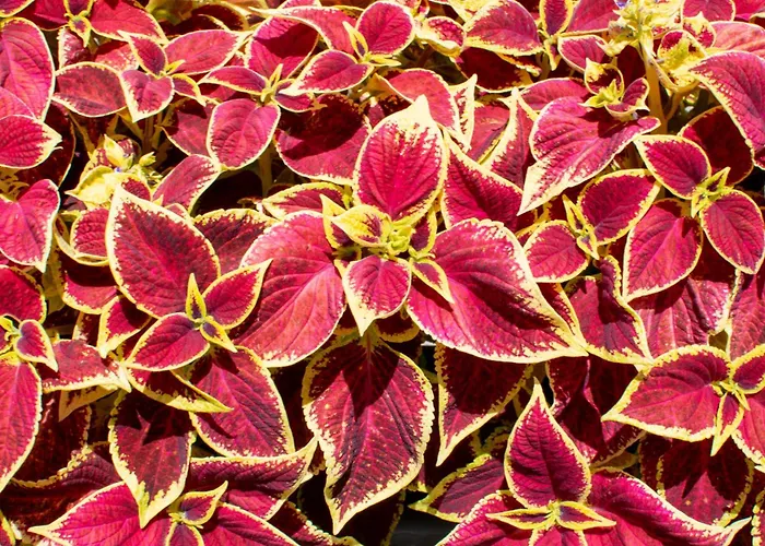 Arpi-ria Ueduelohaz * Балатонфюред