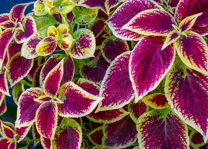 Arpi-ria Ueduelohaz Проживание в семье