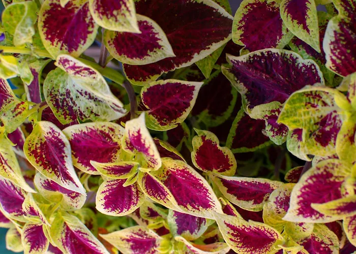 Arpi-ria Ueduelohaz Проживание в семье Балатонфюред