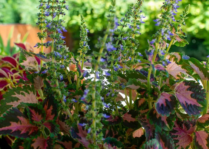 Проживание в семье Arpi-ria Ueduelohaz Балатонфюред